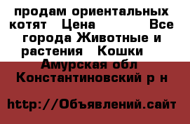 продам ориентальных котят › Цена ­ 5 000 - Все города Животные и растения » Кошки   . Амурская обл.,Константиновский р-н